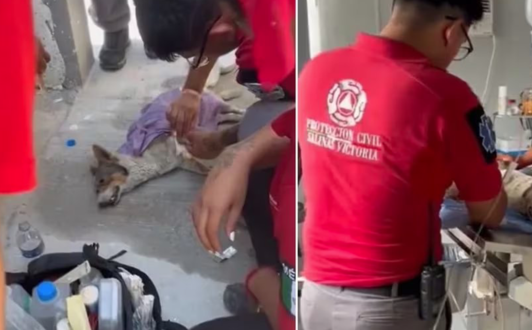 Perrito con golpe de calor suplica ayuda en Nuevo León 